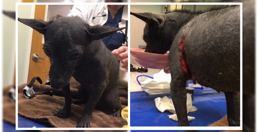 Chihuahua injured dog