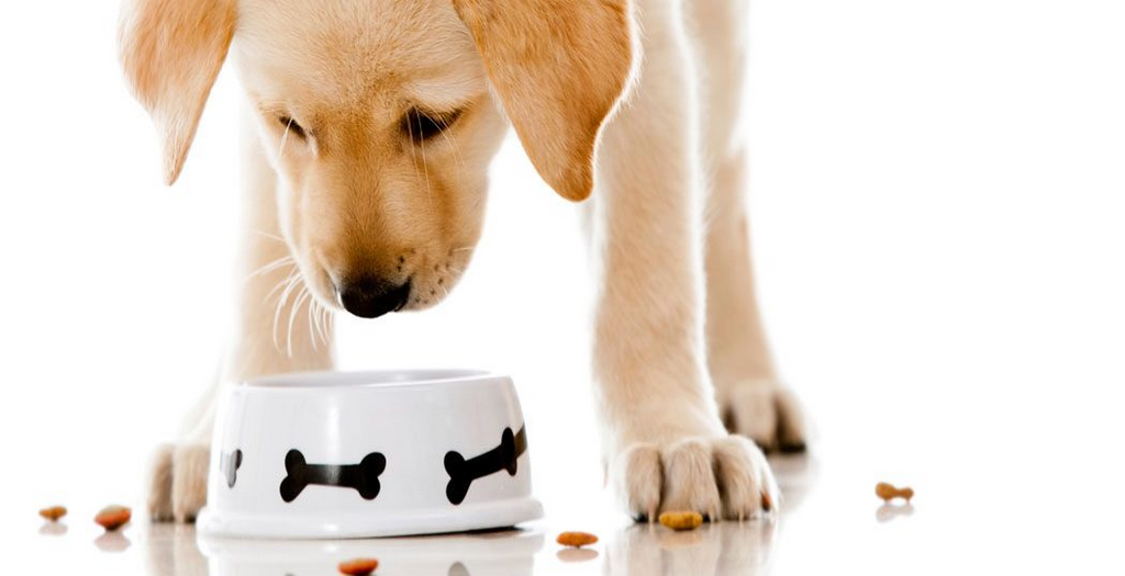 the best grain free dog food