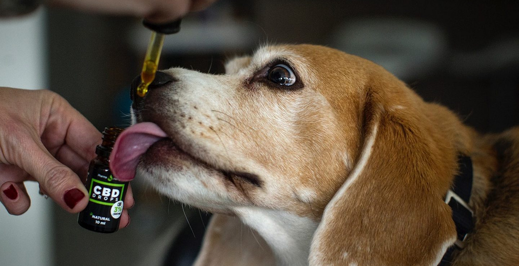 CBD oil for dogs