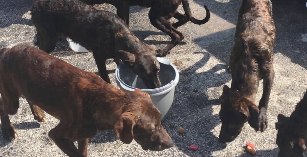 Dog left inside a hot car