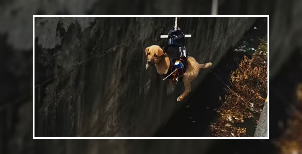 Drone To Rescue A Drowning Puppy