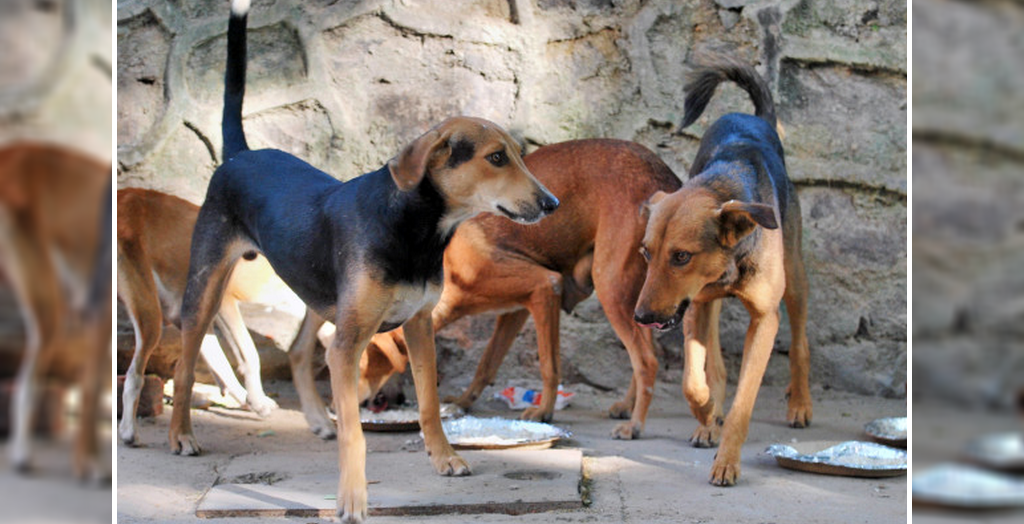 Feeding stray dogs