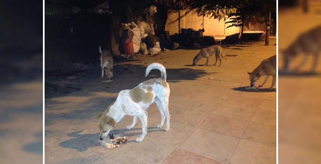 Feeding stray dogs