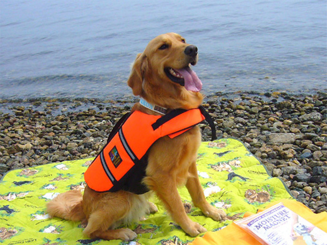 life jacket for dogs