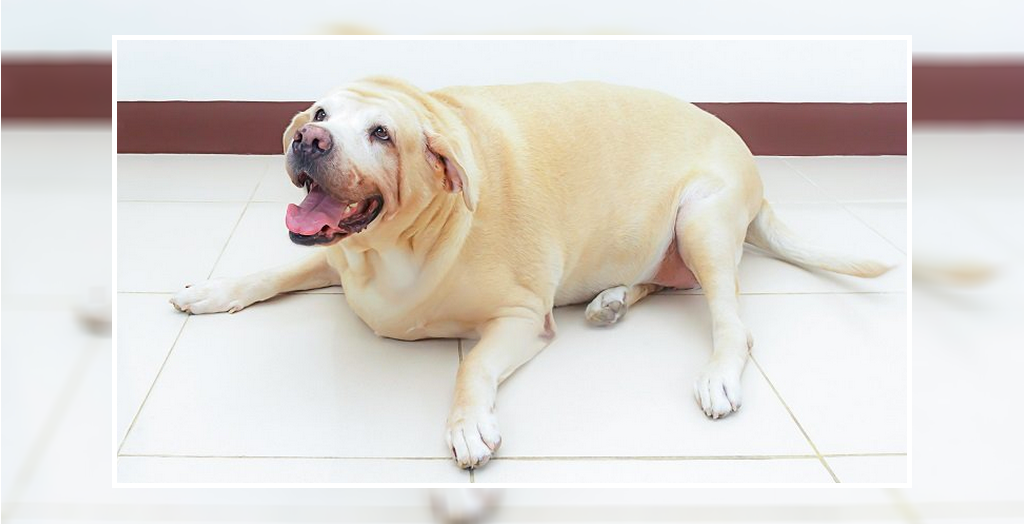 18 Symptoms of hyperthyroidism in dogs and How to Treat Them.