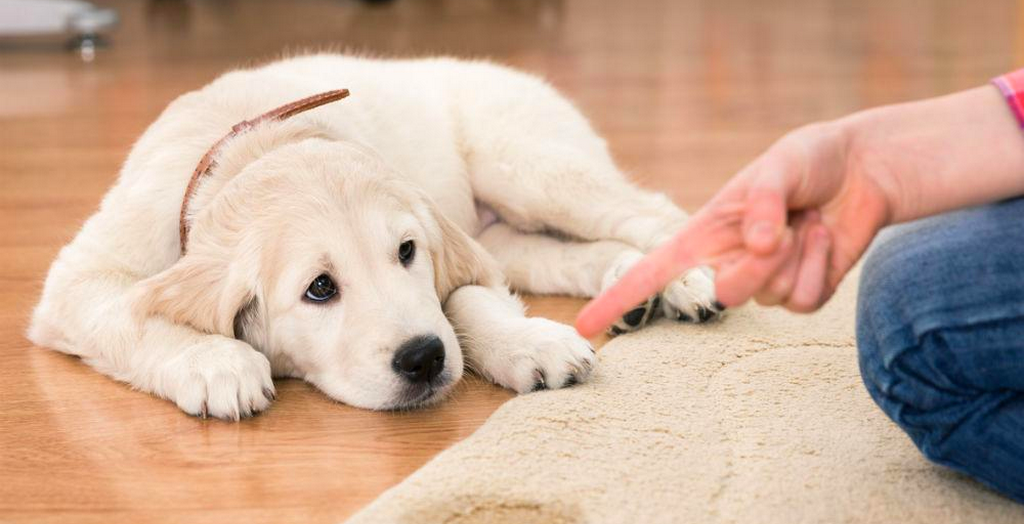 Importance of deworming in dogs