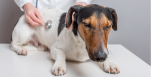 Kidney infection in dogs