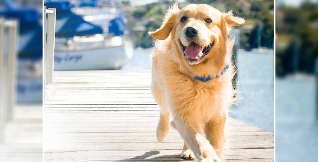 Pet Dog's Body Type According To Ayurveda