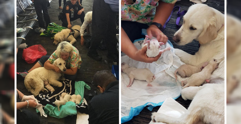 Service Dog Gives Birth