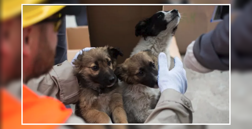 Stray dogs are up for adoption