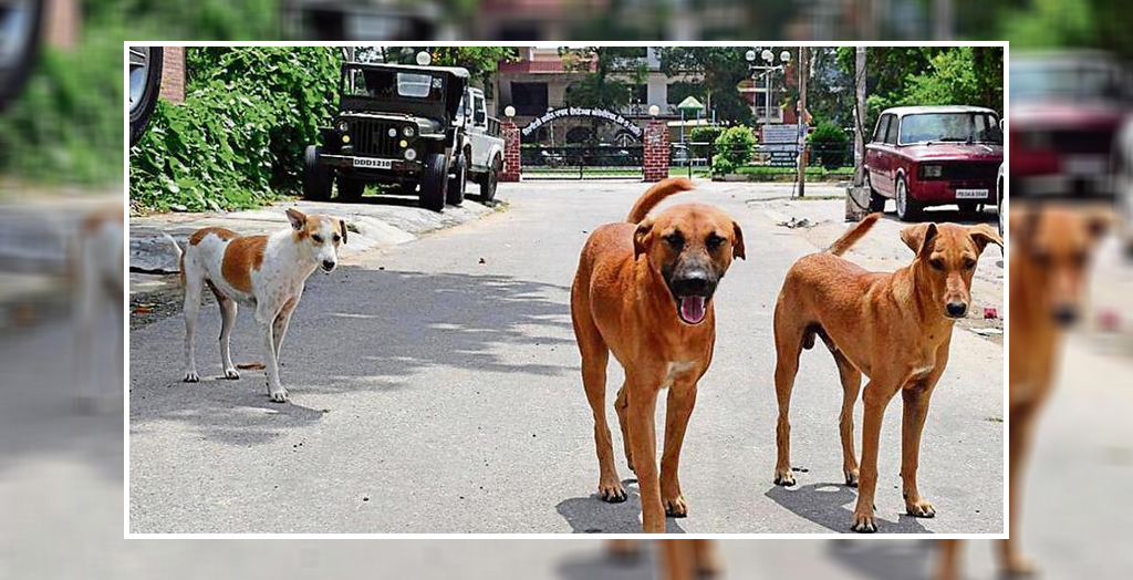 Stray dogs in Mohali