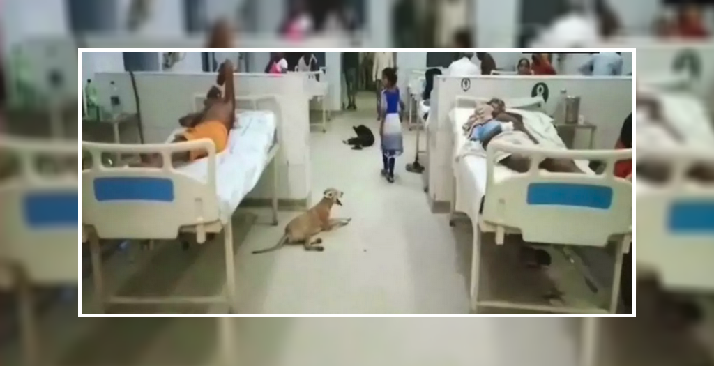 stray dogs in a hospital