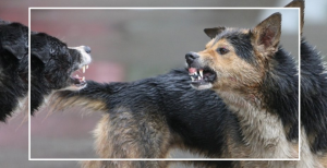 Aggressive stray dog
