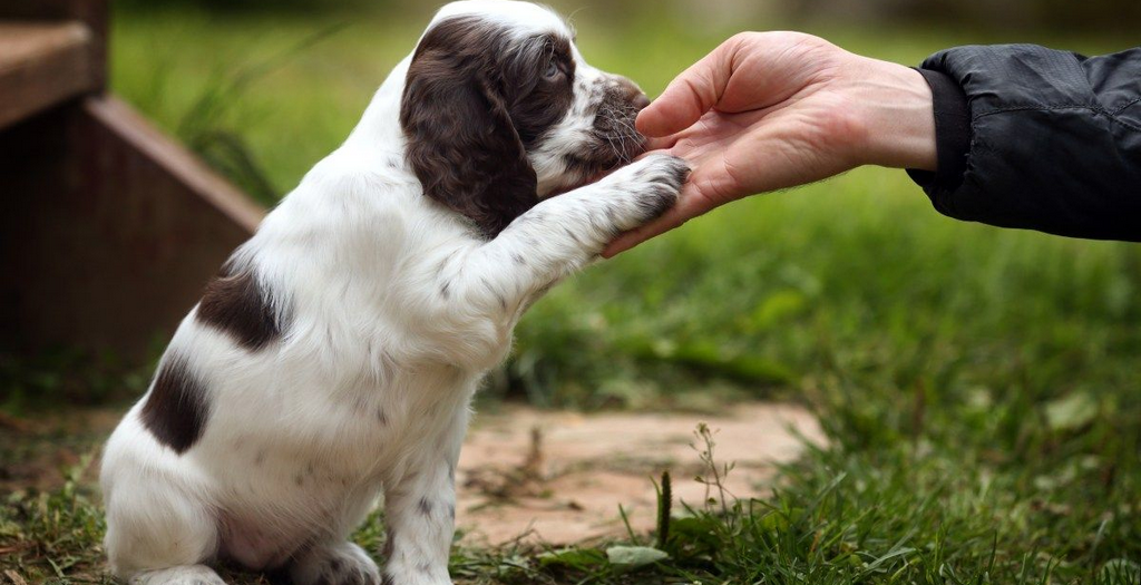 Basic Skills That Your Dog Needs To Be Taught