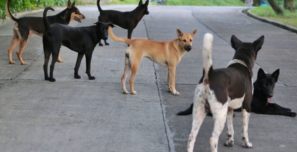 Culling of stray dog