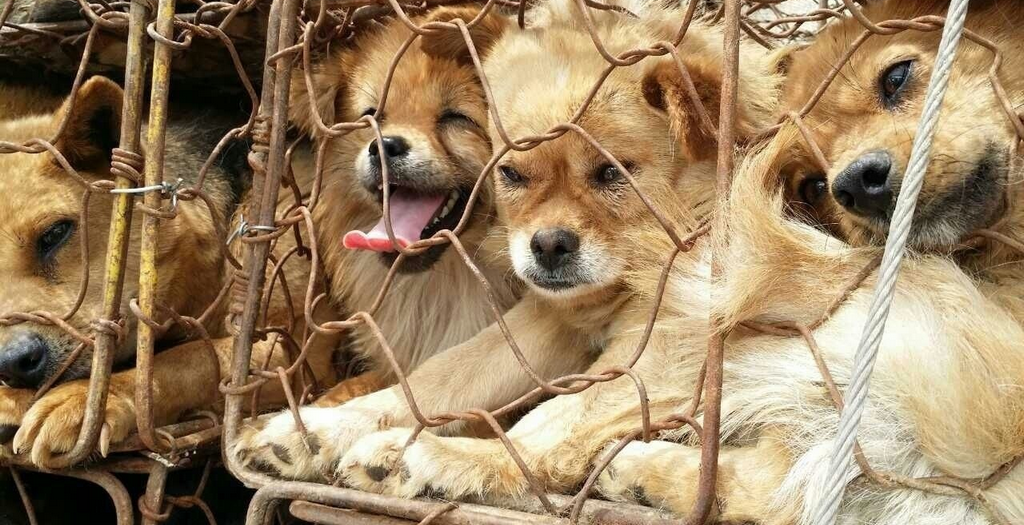 Dog Meat Consumption In Vietnam