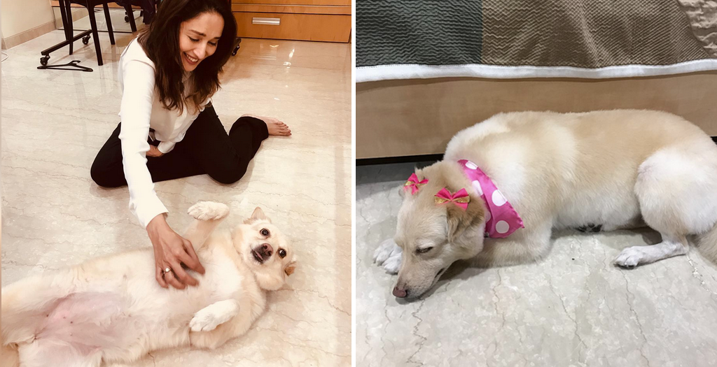 Madhuri dixit pet dog