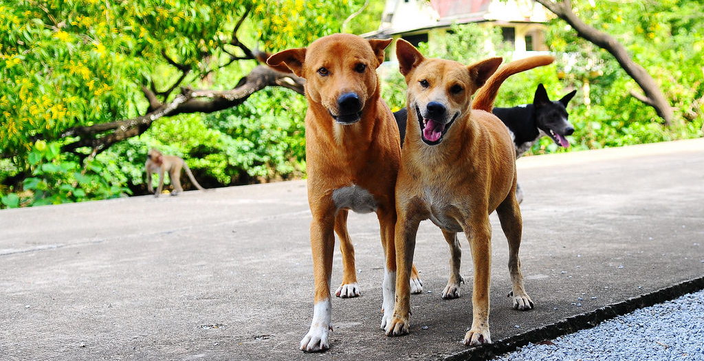 Stray Dogs Adoption