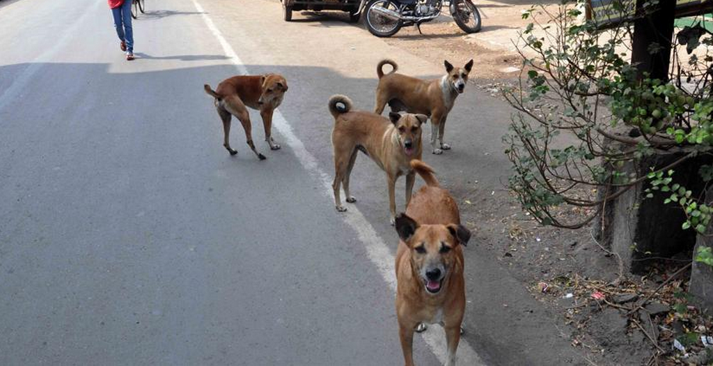 Stray Dogs Off The Roads
