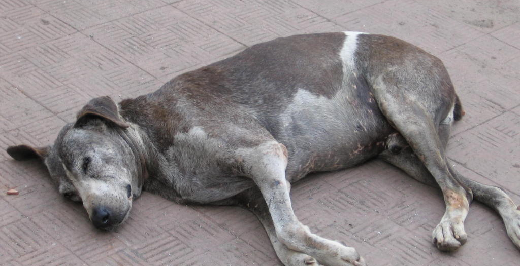 Dead Stray dog