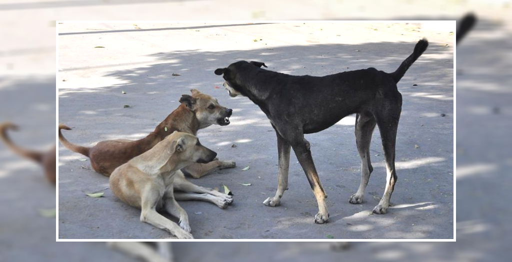 Stray dog menace in Chandigarh