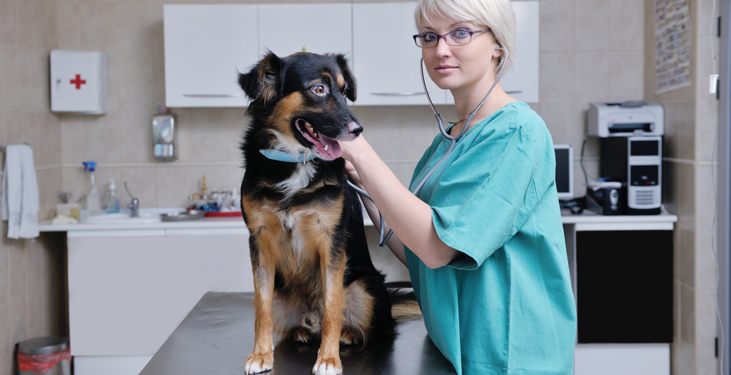 The Best Arthritis Medicine For Dogs