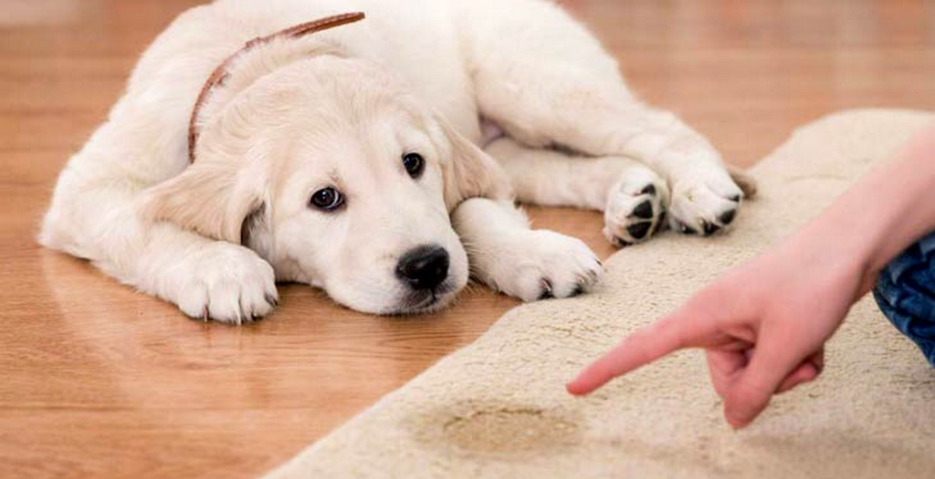 dog pee in a house