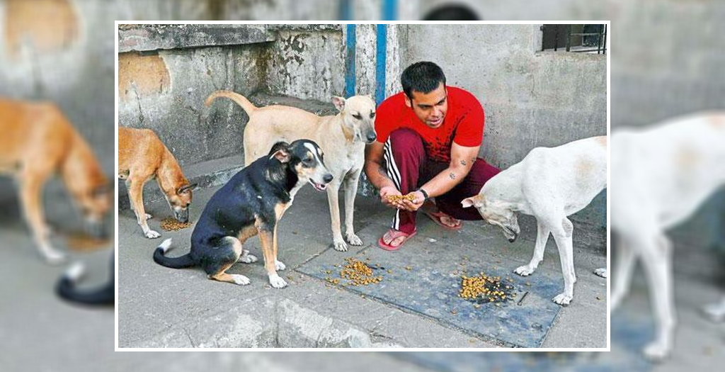 stray dog feeding