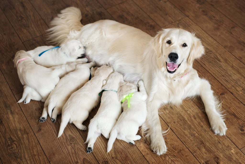 6 Best Ways To Improve Dog Milk Production