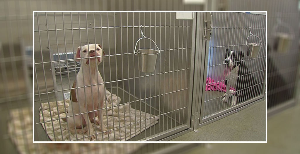 90 Dogs Lost Their Homes