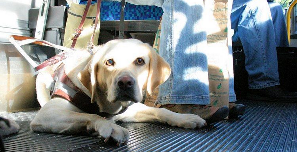 Ban Pets On Buses