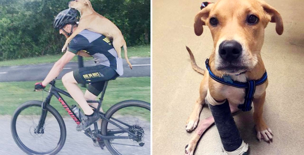 Cyclist Helps Injured Stray Dog
