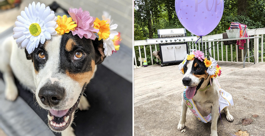 Dog Maternity Photo Shoot