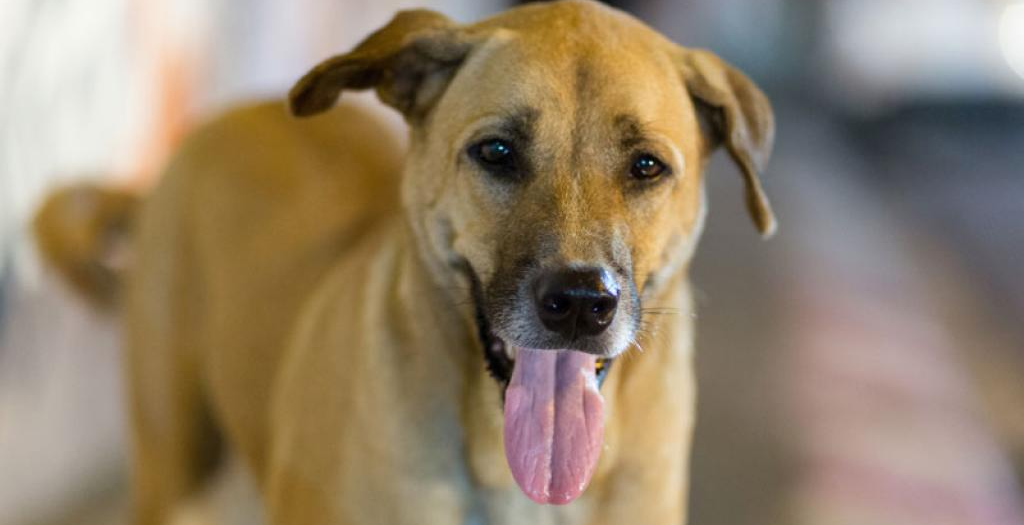 Dog Saves His Master's Life