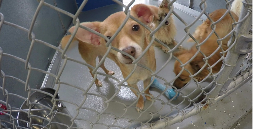 Fairfield Area Humane Society Help A Woman Fostering 1