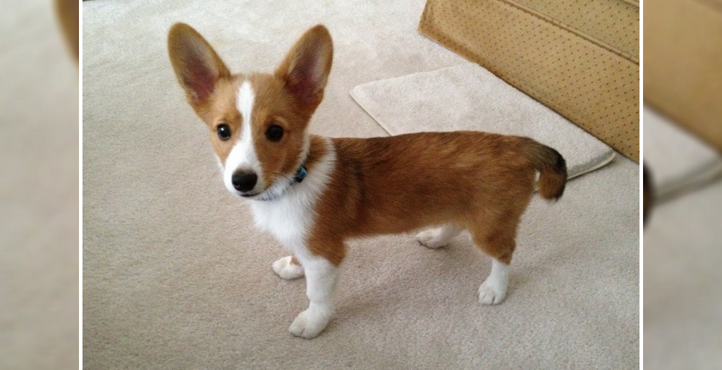 How to help dog gain weight