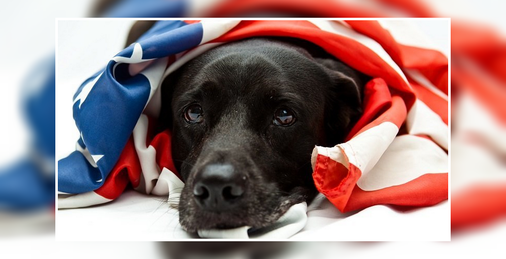 Safe dog During Fireworks