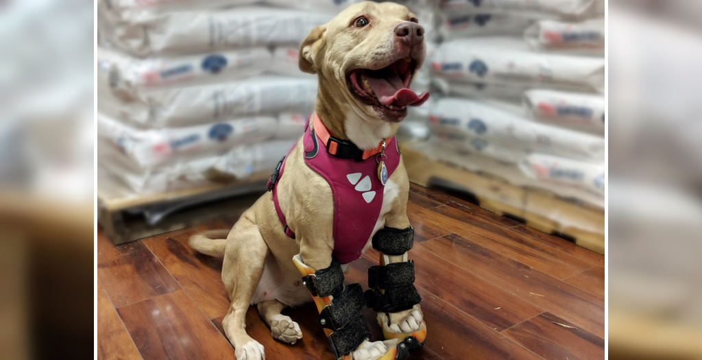 National Feed A Rescue Pet Week