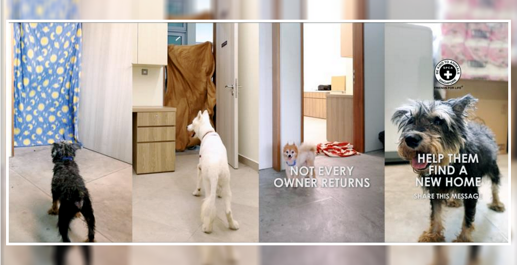 Press Release - SPCA Takes On The WhatTheFluffChallenge