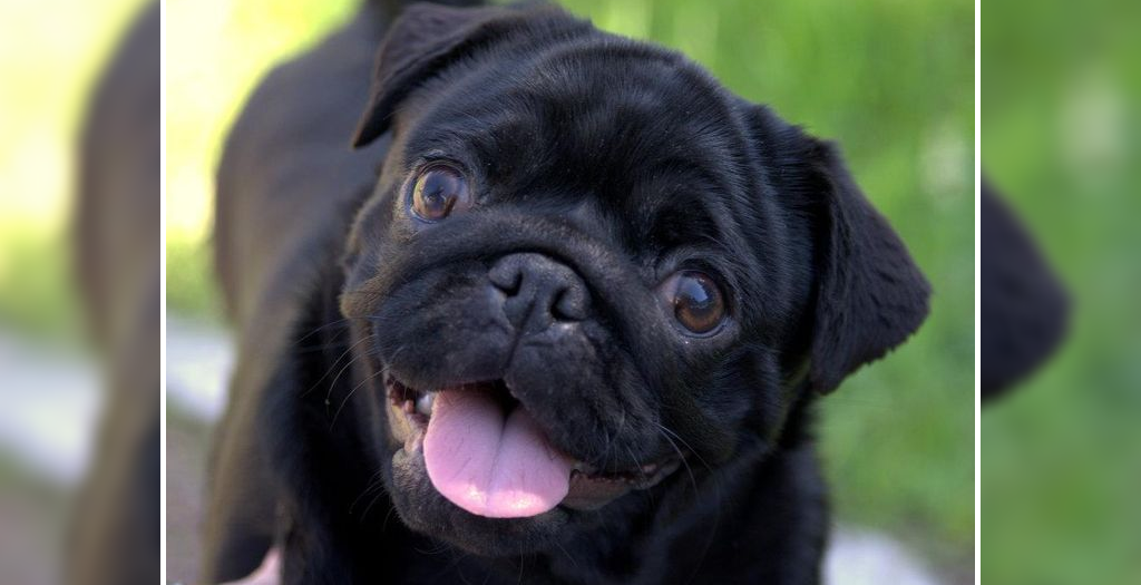 Stolen pug in the US