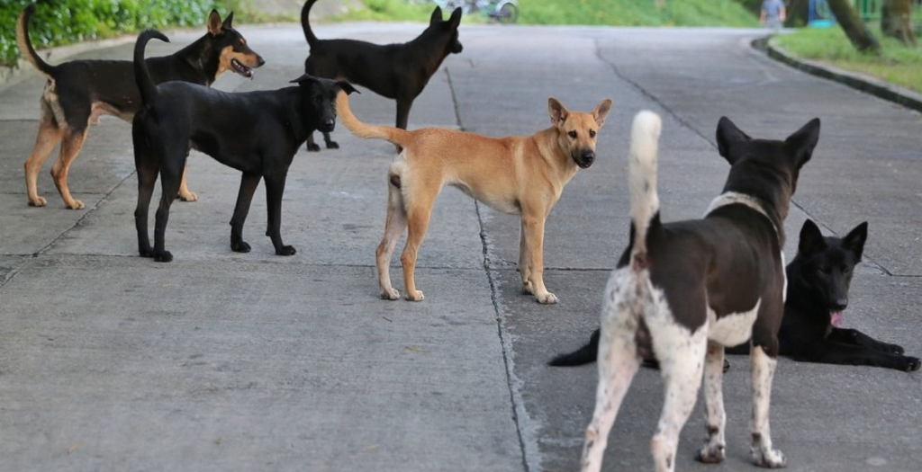 Stray dog in Chandigarh