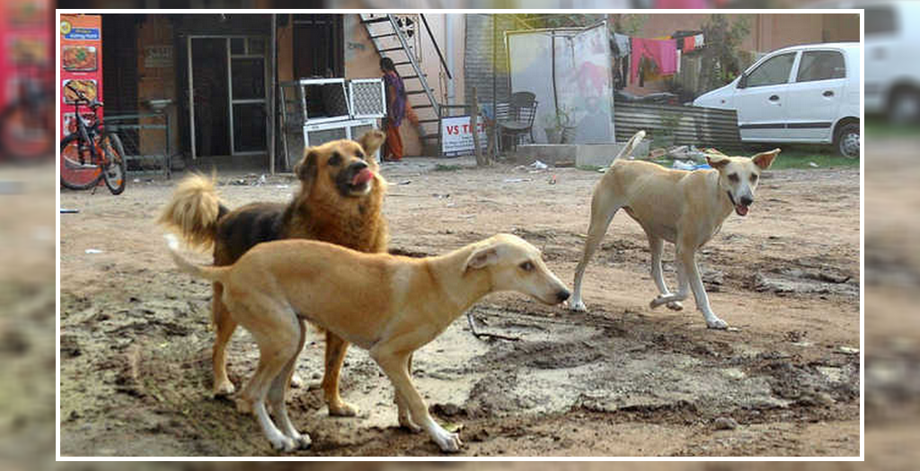 Stray dog menace in Chandigarh