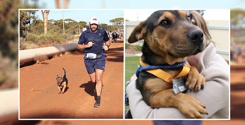 Stray dog wins the marathon