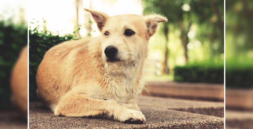 electric crematorium for Stray dogs