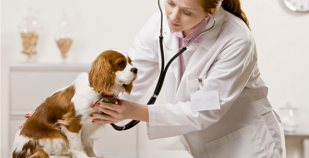 Is Your Dog Suffering From A Heart Disease?