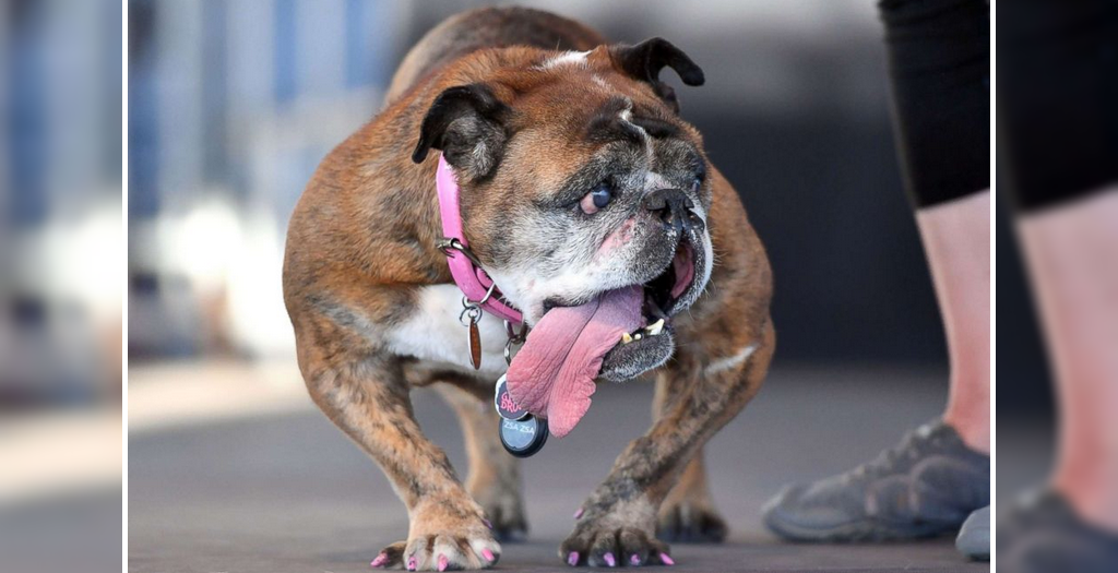 Zra Zra, world ugliest dog