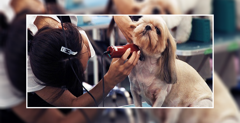 dog hair clipper
