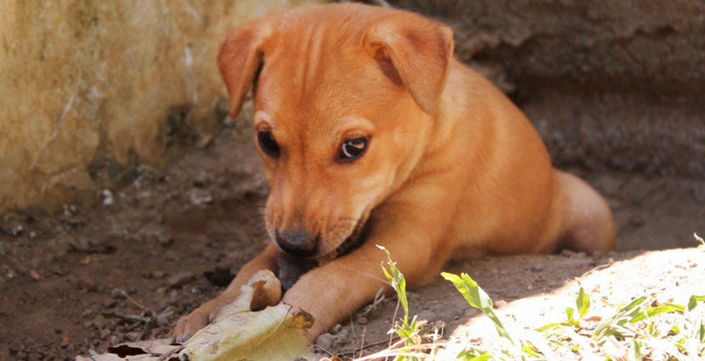 stray dog rescue from well