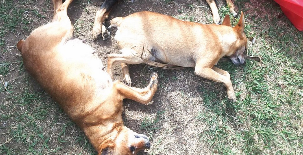 4 dogs poisioned in new Delhi