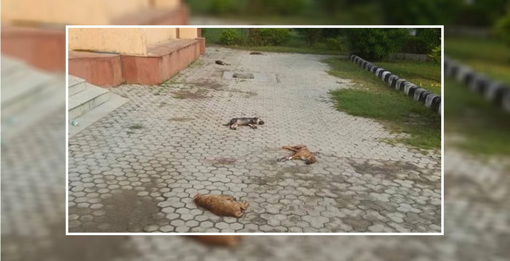7 Puppies killed